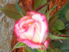 Roses in April 2011