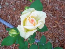 Roses in April 2011