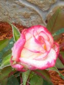 Roses in April 2011