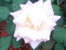 Roses in April 2011