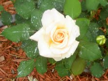 Roses in April 2011